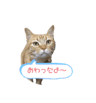 むぎちゃんの日常。2（個別スタンプ：12）
