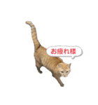 むぎちゃんの日常。2（個別スタンプ：24）