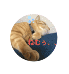 むぎちゃんの日常。2（個別スタンプ：30）