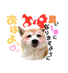 ぱっちゃん2（個別スタンプ：7）