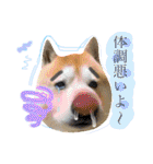 ぱっちゃん2（個別スタンプ：10）
