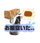ぱっちゃん2（個別スタンプ：12）