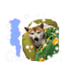 ぱっちゃん2（個別スタンプ：23）