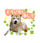 ぱっちゃん2（個別スタンプ：29）