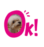 犬のスタンプ～ビションフリーゼとチワマル（個別スタンプ：11）