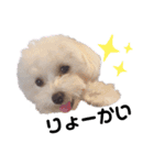 ちょこっとマルプー（個別スタンプ：1）