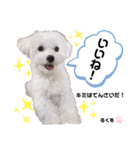 ちょこっとマルプー（個別スタンプ：7）