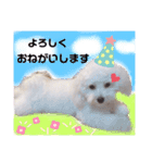 ちょこっとマルプー（個別スタンプ：12）