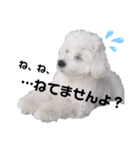ちょこっとマルプー（個別スタンプ：16）