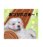 ちょこっとマルプー（個別スタンプ：19）