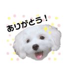 ちょこっとマルプー（個別スタンプ：23）