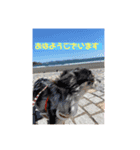 おもちとおはぎご挨拶（個別スタンプ：1）