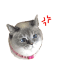 甲斐fam（個別スタンプ：1）