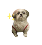 甲斐fam（個別スタンプ：3）