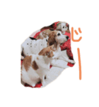 甲斐fam（個別スタンプ：7）