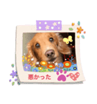 らっぴー1（個別スタンプ：2）