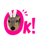 可愛い♡子鹿（個別スタンプ：3）