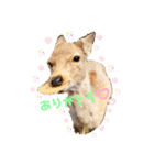 可愛い♡子鹿（個別スタンプ：6）
