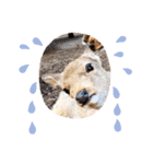 可愛い♡子鹿（個別スタンプ：8）