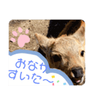 可愛い♡子鹿（個別スタンプ：15）