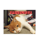 愛猫の生態（個別スタンプ：1）