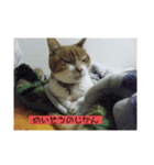 愛猫の生態（個別スタンプ：2）