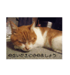 愛猫の生態（個別スタンプ：3）