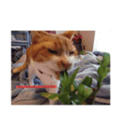愛猫の生態（個別スタンプ：6）