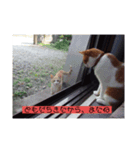 愛猫の生態（個別スタンプ：7）