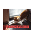 愛猫の生態（個別スタンプ：8）