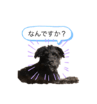 かわいい中西リッキー君（個別スタンプ：4）
