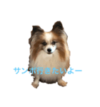 愛犬ココアとルイのスタンプシリーズ（個別スタンプ：3）