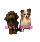 愛犬ココアとルイのスタンプシリーズ（個別スタンプ：8）