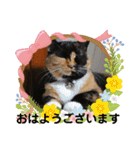 ねこ猫ネコの毎日にゃんこ（個別スタンプ：1）