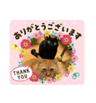 ねこ猫ネコの毎日にゃんこ（個別スタンプ：4）