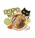 ねこ猫ネコの毎日にゃんこ（個別スタンプ：6）