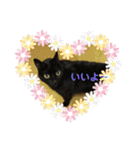 ねこ猫ネコの毎日にゃんこ（個別スタンプ：8）