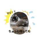 ねこ猫ネコの毎日にゃんこ（個別スタンプ：17）