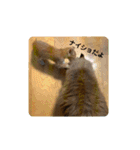 ねこ猫ネコの毎日にゃんこ（個別スタンプ：19）