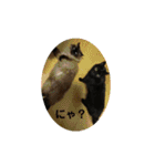 ねこ猫ネコの毎日にゃんこ（個別スタンプ：22）