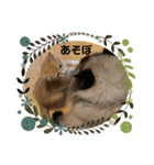 ねこ猫ネコの毎日にゃんこ（個別スタンプ：23）