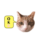 わたしメイ（個別スタンプ：3）