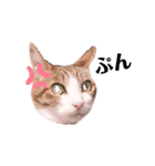 わたしメイ（個別スタンプ：6）