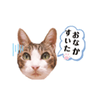 わたしメイ（個別スタンプ：8）
