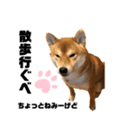 柴犬ちょこのゆるーいスタンプ（個別スタンプ：1）