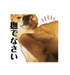 柴犬ちょこのゆるーいスタンプ（個別スタンプ：4）