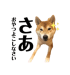 柴犬ちょこのゆるーいスタンプ（個別スタンプ：5）