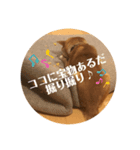 柴犬ちょこのゆるーいスタンプ（個別スタンプ：6）