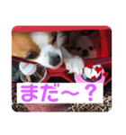 かわゆいわんちゃん（個別スタンプ：2）