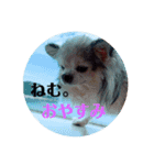 かわゆいわんちゃん（個別スタンプ：7）